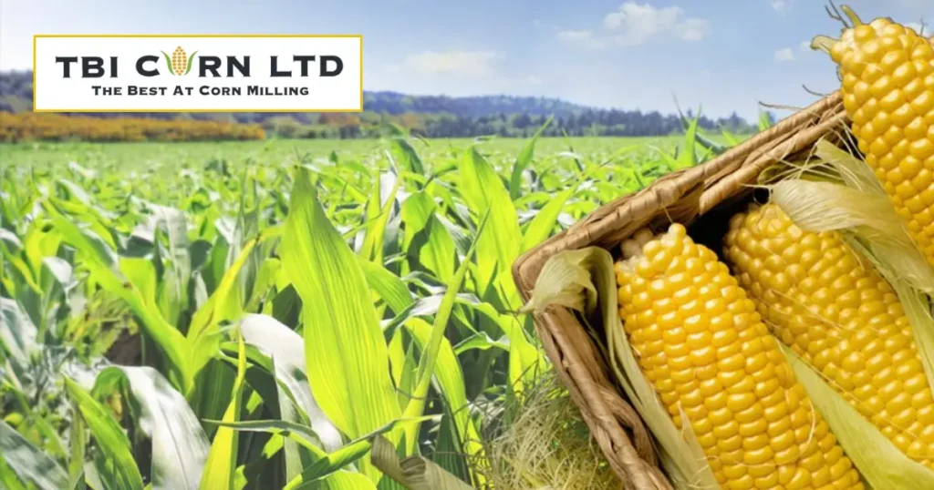 TBI Corn IPO Allotment Status Online